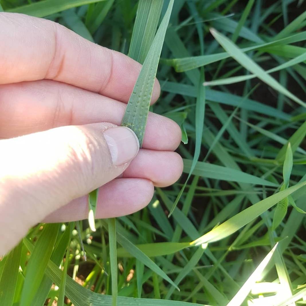 Eyyübiye Büyükdüzlük   Köyü Resimleri 4