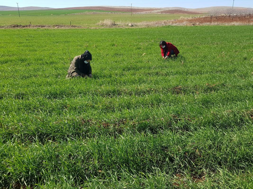 Eyyübiye Büyükdüzlük   Köyü Resimleri 5