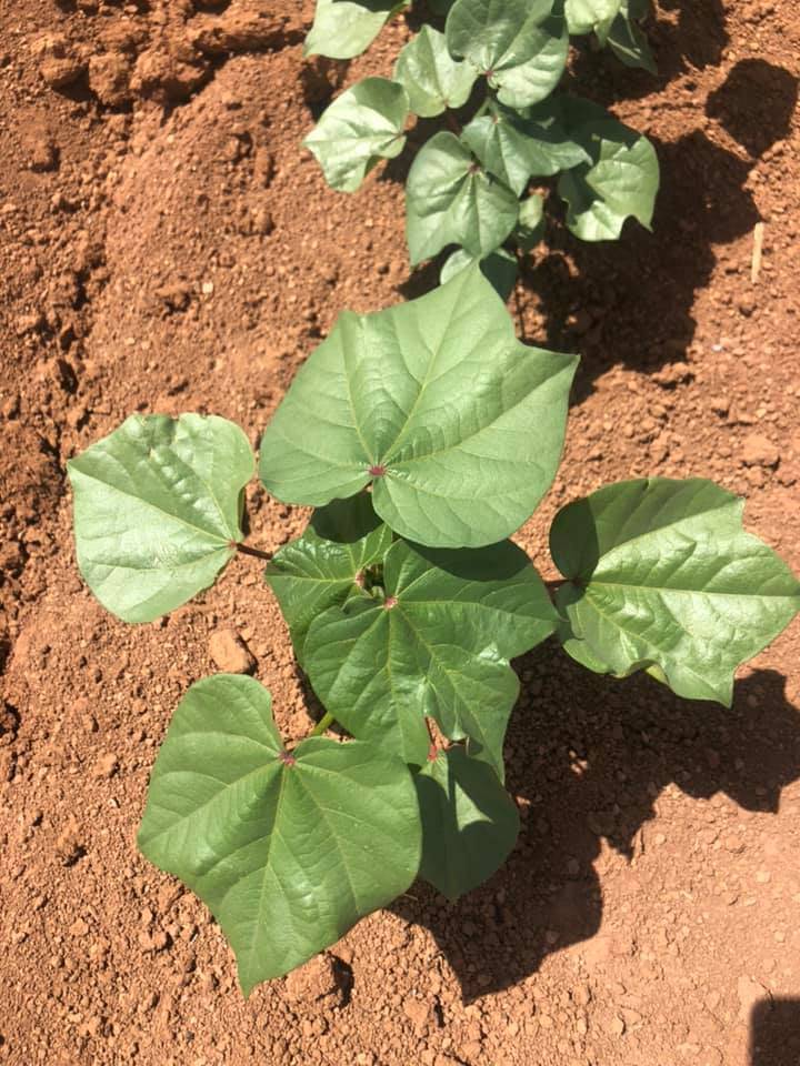 Eyyübiye Dolutepe Köyü Resimleri 2