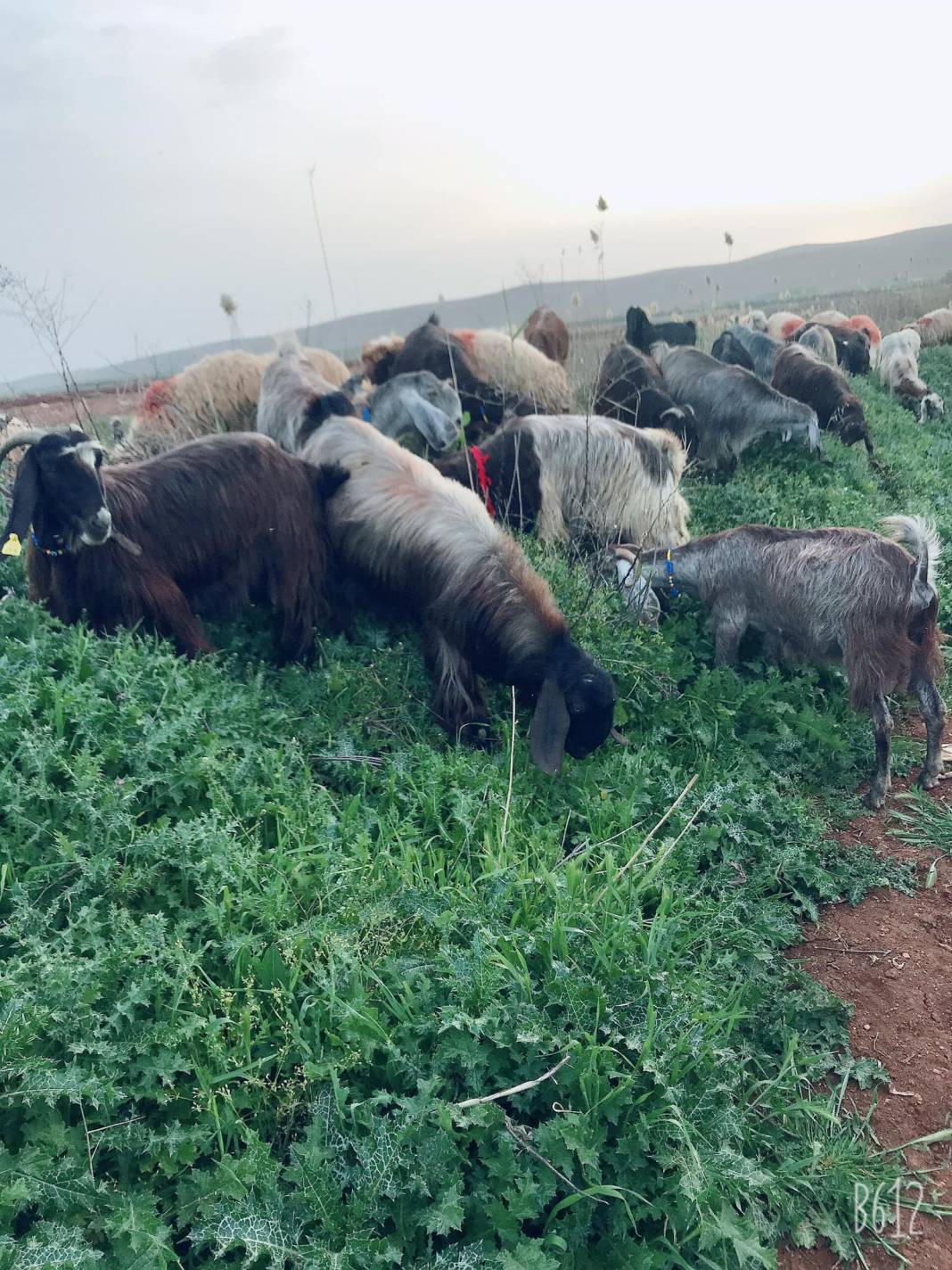 Eyyübiye Duruca Köyü Resimleri 3