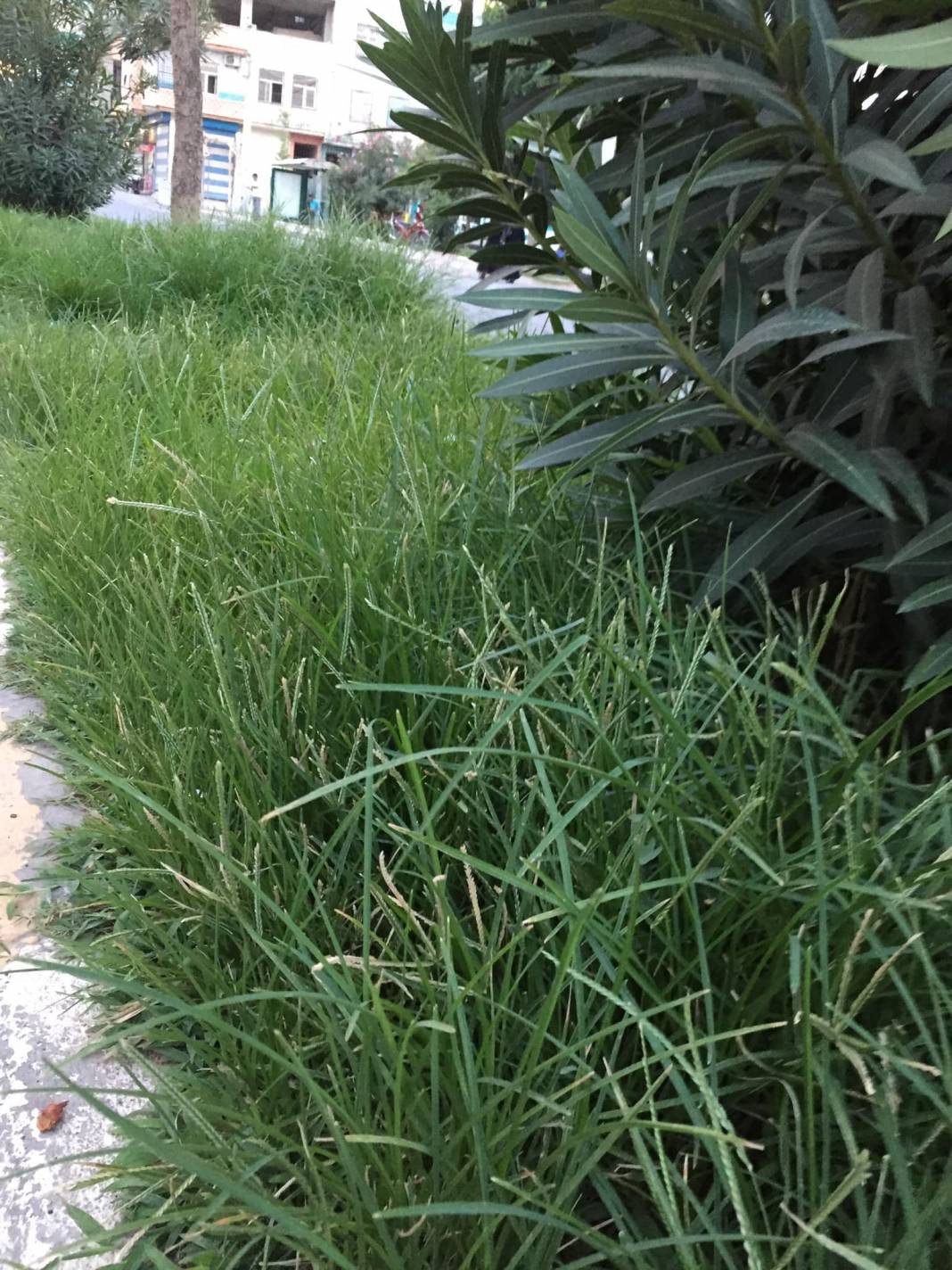 Eyyübiye Eyyüpkent Köyü Resimleri 2