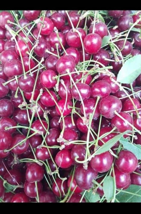 Eyyübiye Gelincik Köyü Resimleri 4