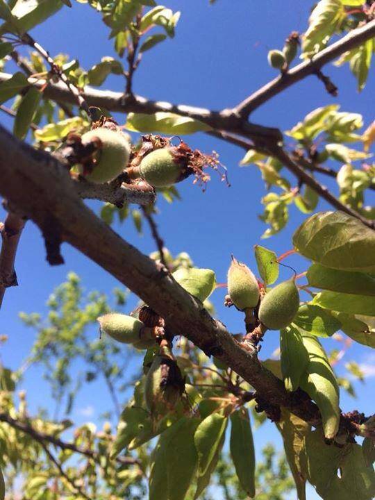 Eyyübiye Göldere Köyü Resimleri 4