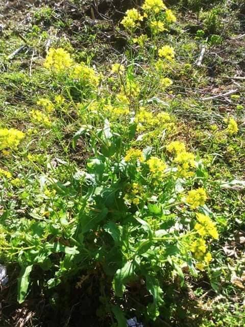 Eyyübiye Göller  Köyü Resimleri 3