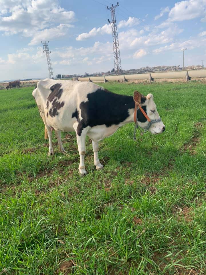 Eyyübiye Görenler Köyü Resimleri 1