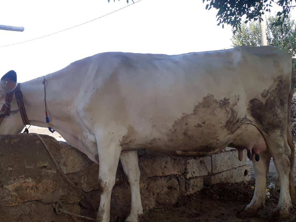 Eyyübiye Görenler Köyü Resimleri 2