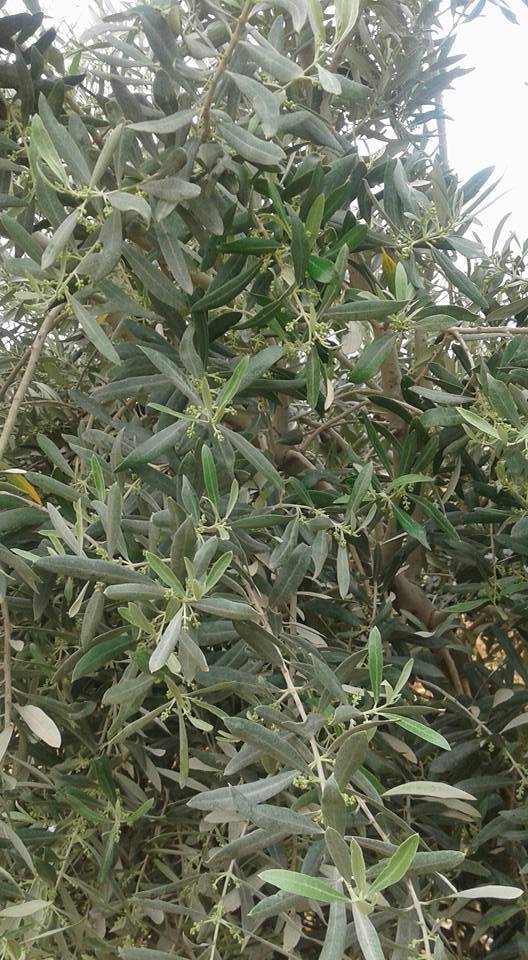 Eyyübiye Güzelkuyu Köyü Resimleri 3