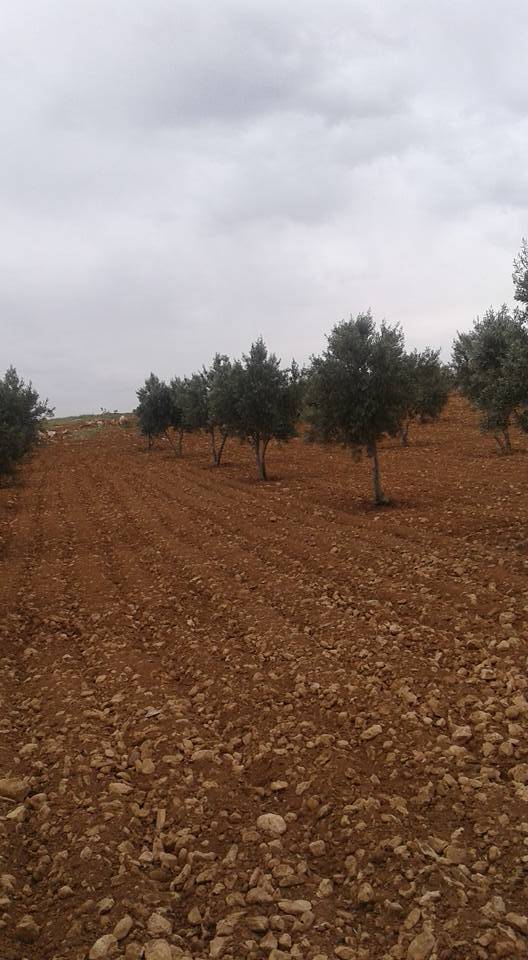 Eyyübiye Güzelkuyu Köyü Resimleri 4