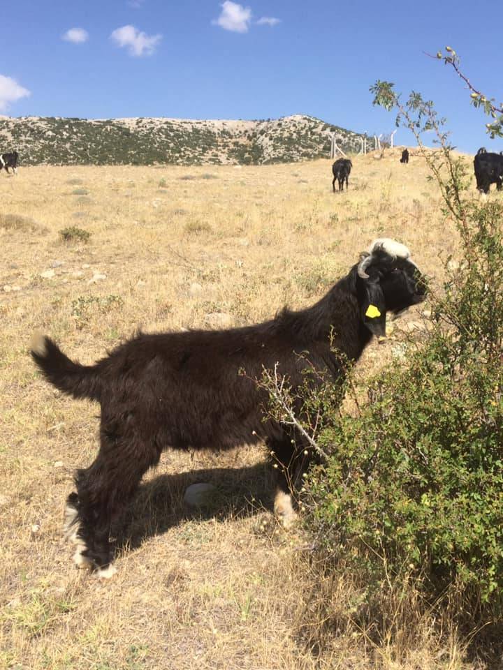 Eyyübiye Hacılar Köyü Resimleri 3