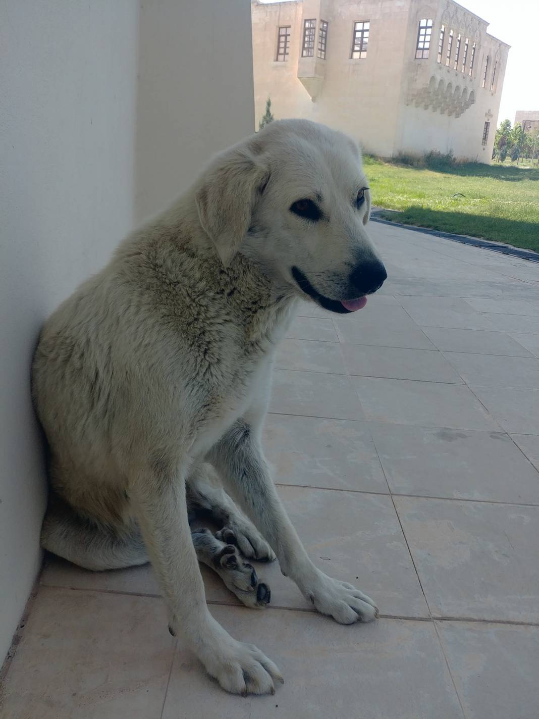 Eyyübiye Haleplibahçe Köyü Resimleri 2