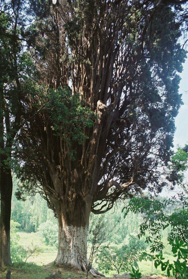 Eyyübiye Hamzababa Köyü  Resimleri 1
