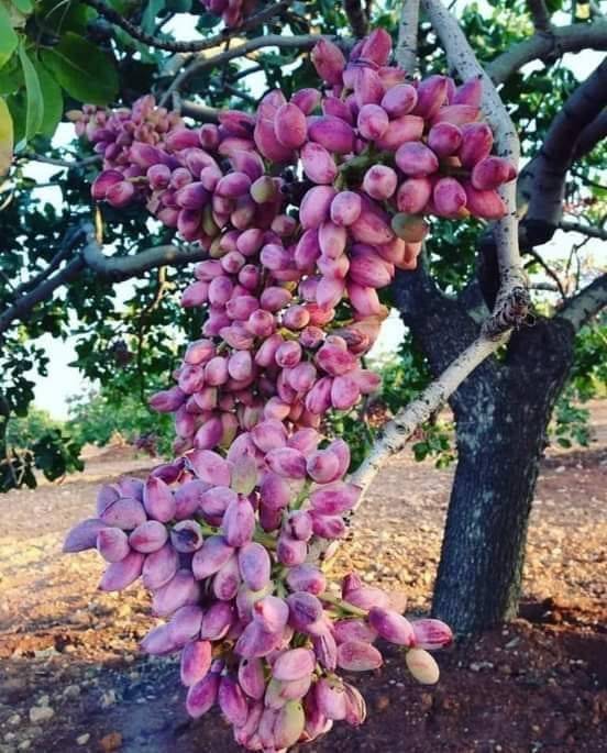 Eyyübiye Hamzababa Köyü  Resimleri 2