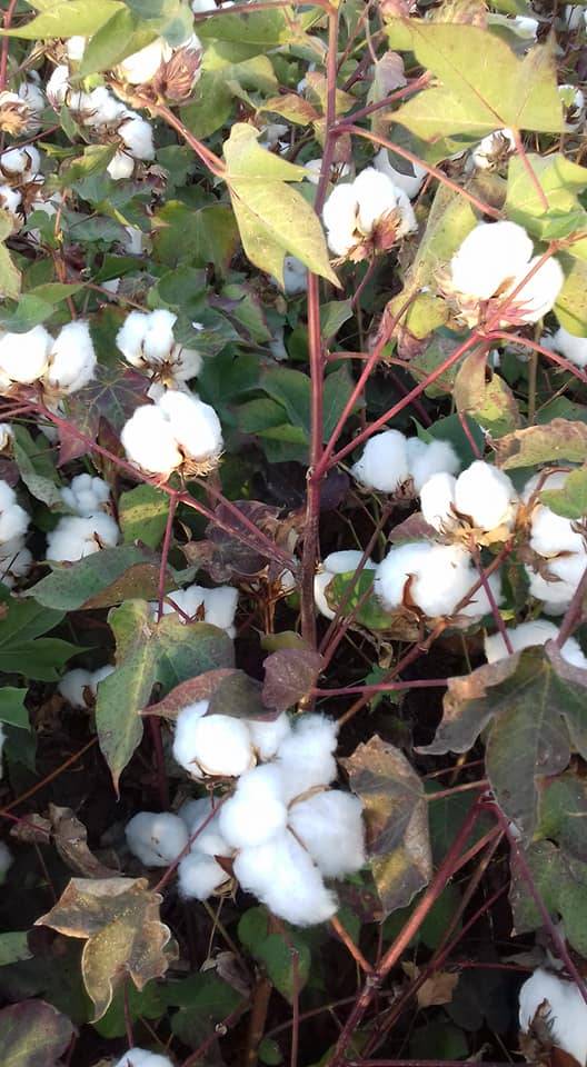 Eyyübiye Hamzababa Köyü  Resimleri 3