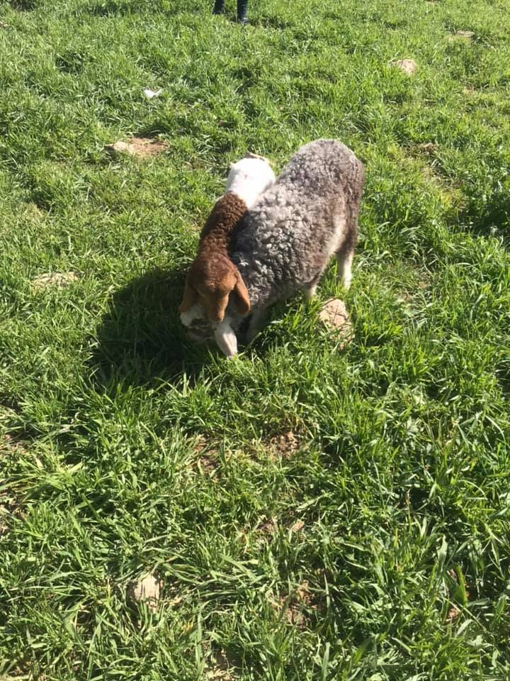 Eyyübiye Hancığaz Köyü Resimleri 1