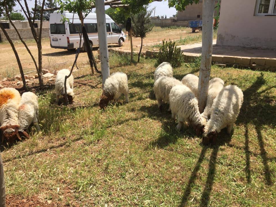 Eyyübiye Hancığaz Köyü Resimleri 2