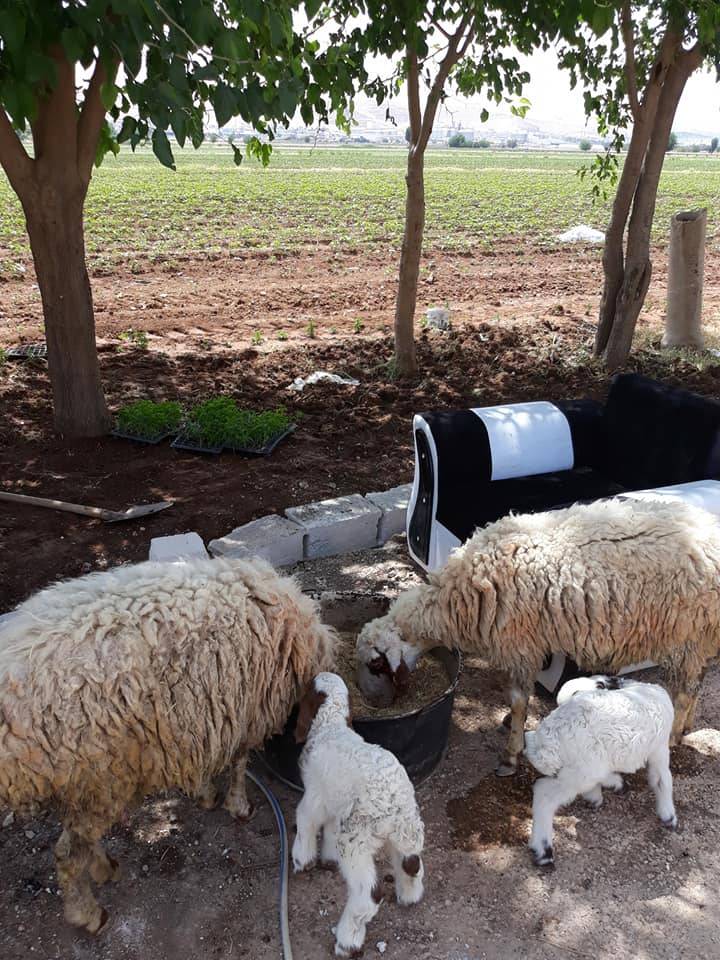 Eyyübiye Hancığaz Köyü Resimleri 3