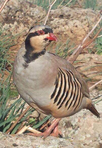 Eyyübiye Kınalı Köyü Resimleri 1