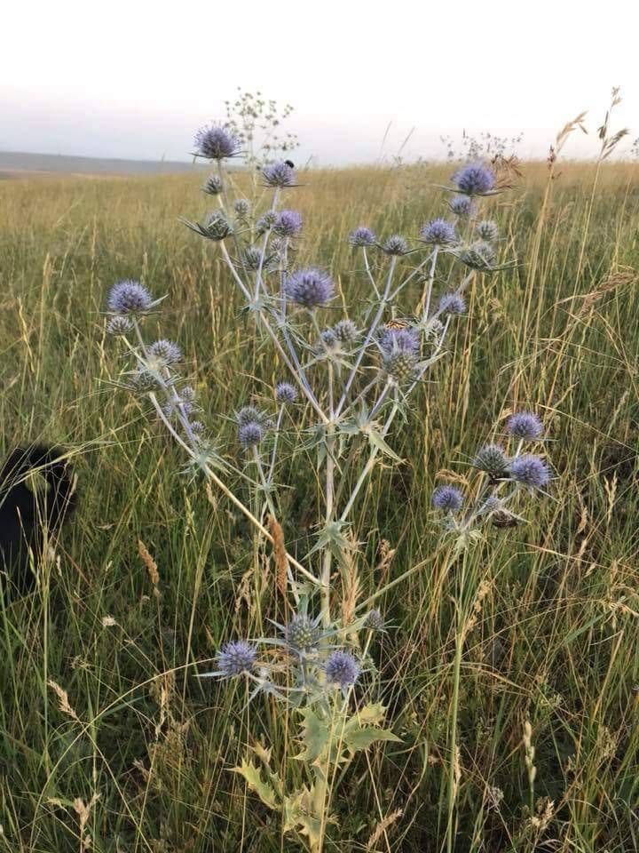 Eyyübiye Kırçiçeği Köyü Resimleri 3