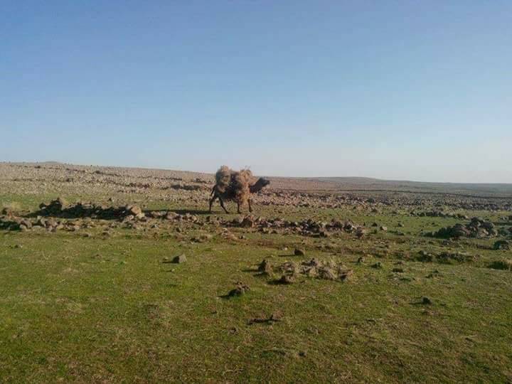 Eyyübiye Küçükhan  Köyü Resimleri 3