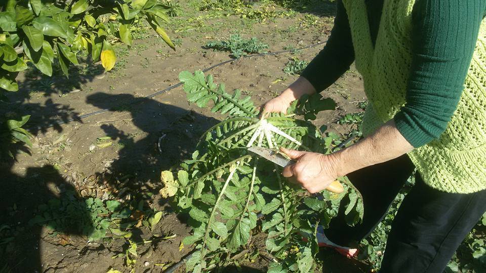 Eyyübiye Onikiler Köyü Resimleri 2