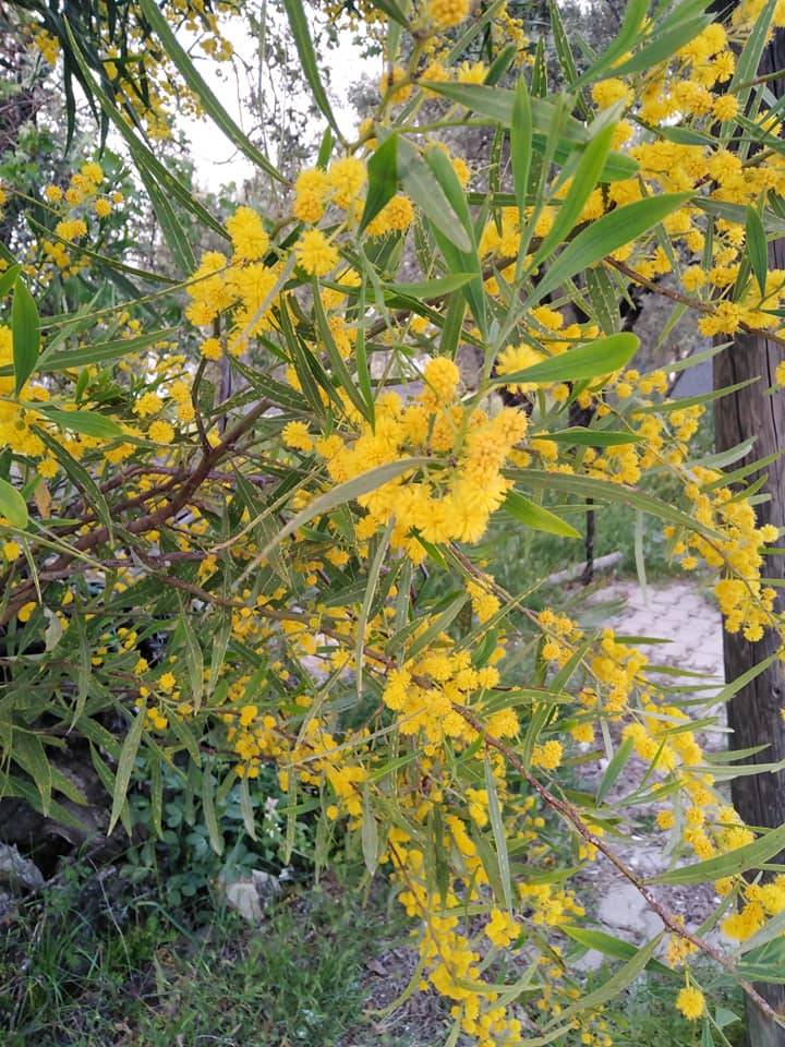 Eyyübiye Ortahemedan Köyü Resimleri 1