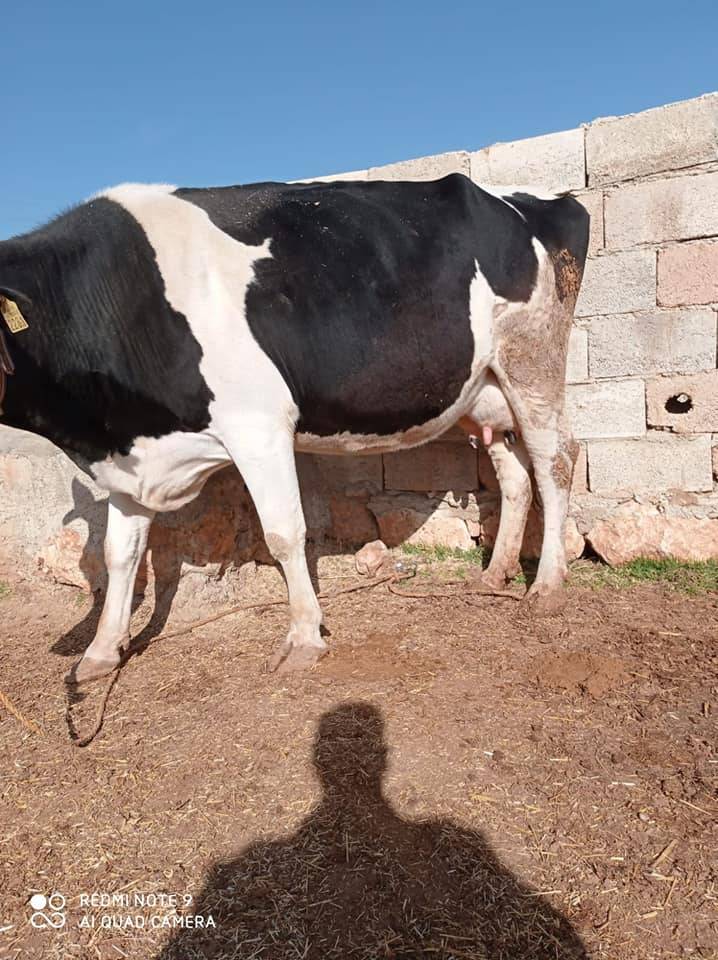 Eyyübiye Ovabeyli Köyü Resimleri 1