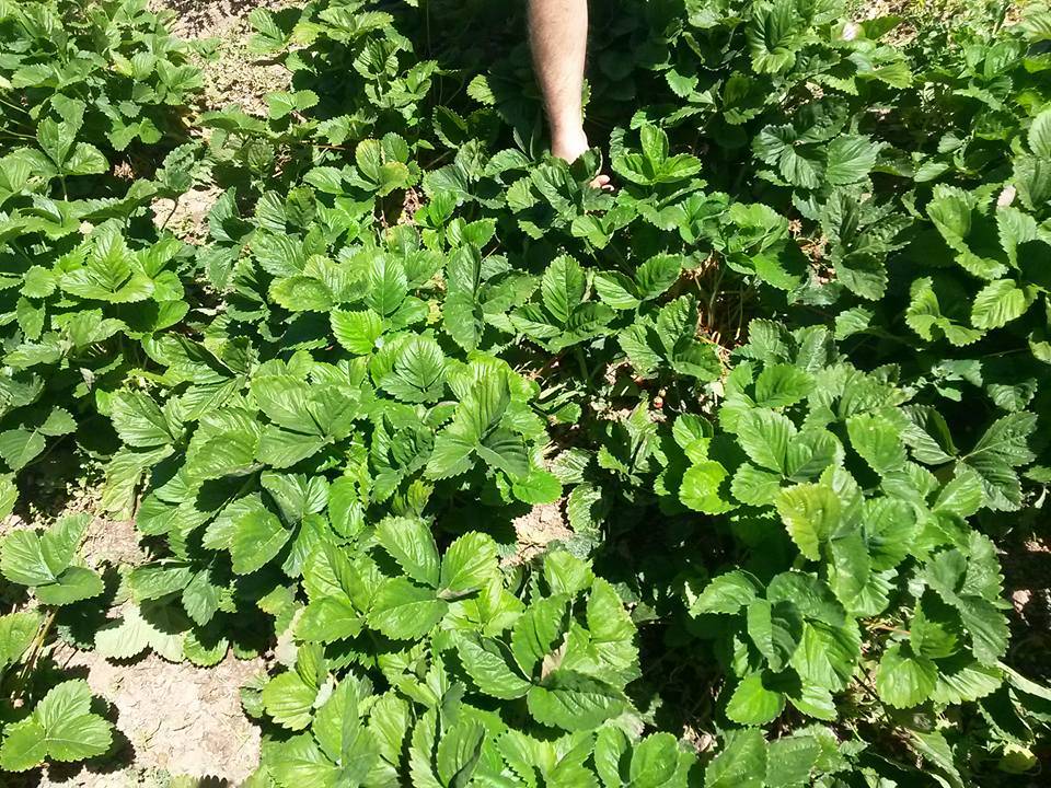 Kiraz Çanakçı Köyü Resimleri 7