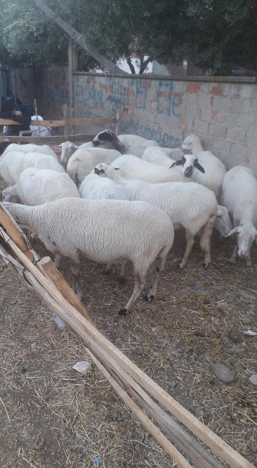 Kiraz Çayağzı Köyü Resimleri 5