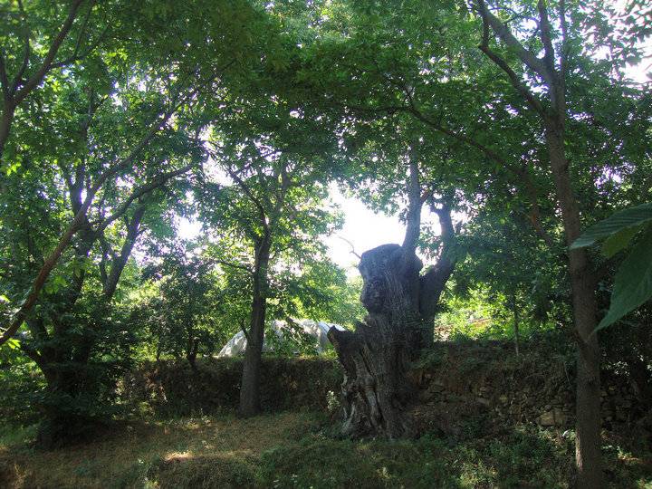 Kiraz Dokuzlar Köyü Resimleri 1