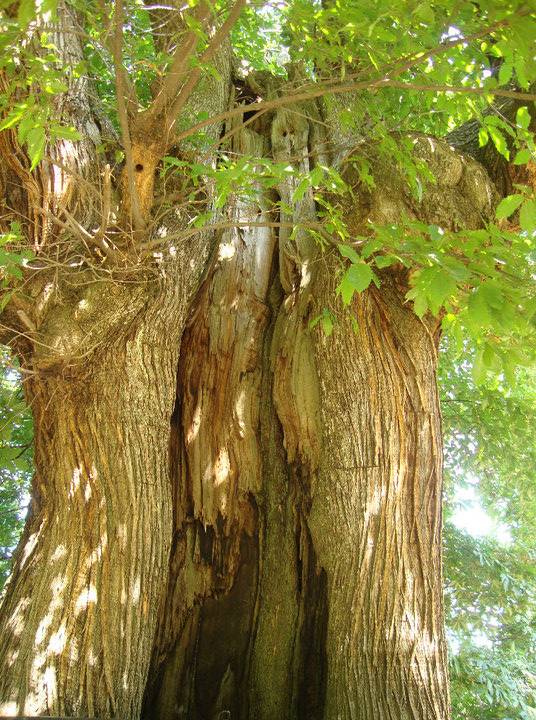 Kiraz Dokuzlar Köyü Resimleri 2