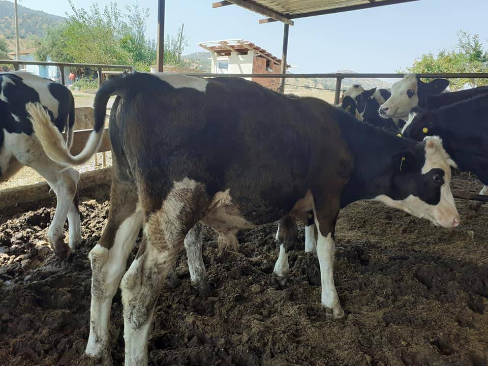 Kiraz Haliller Köyü Resimleri 2