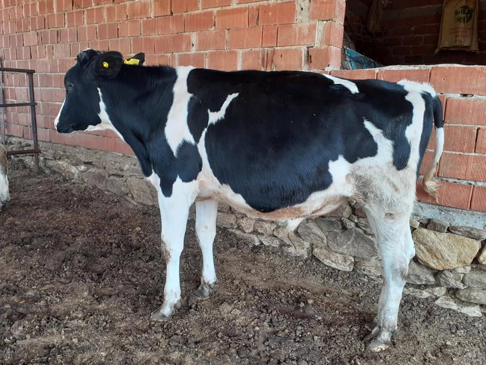 Kiraz Haliller Köyü Resimleri 3