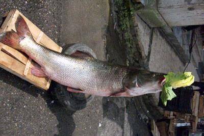 Eyyübiye Ulucami Köyü Resimleri 1