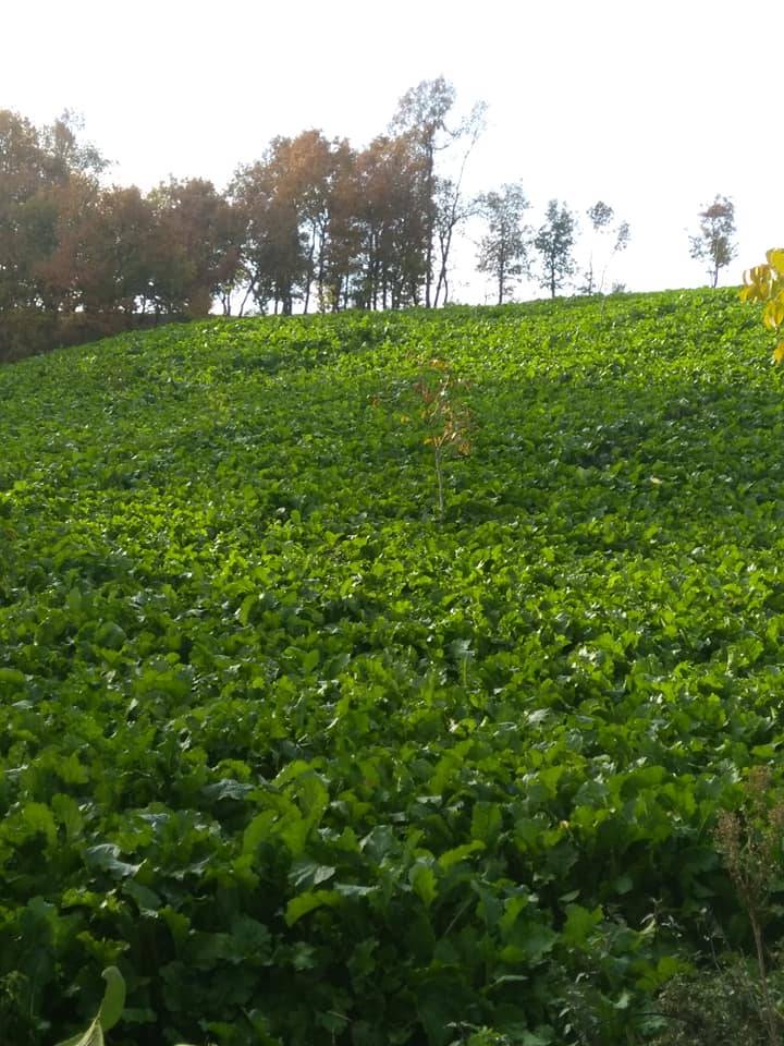 Kiraz İğdeli Köyü Resimleri 9