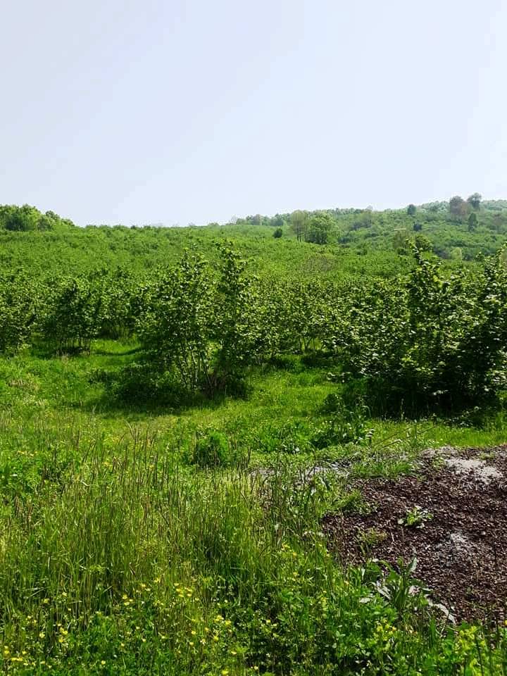 Kiraz Karaburç Köyü Resimleri 2