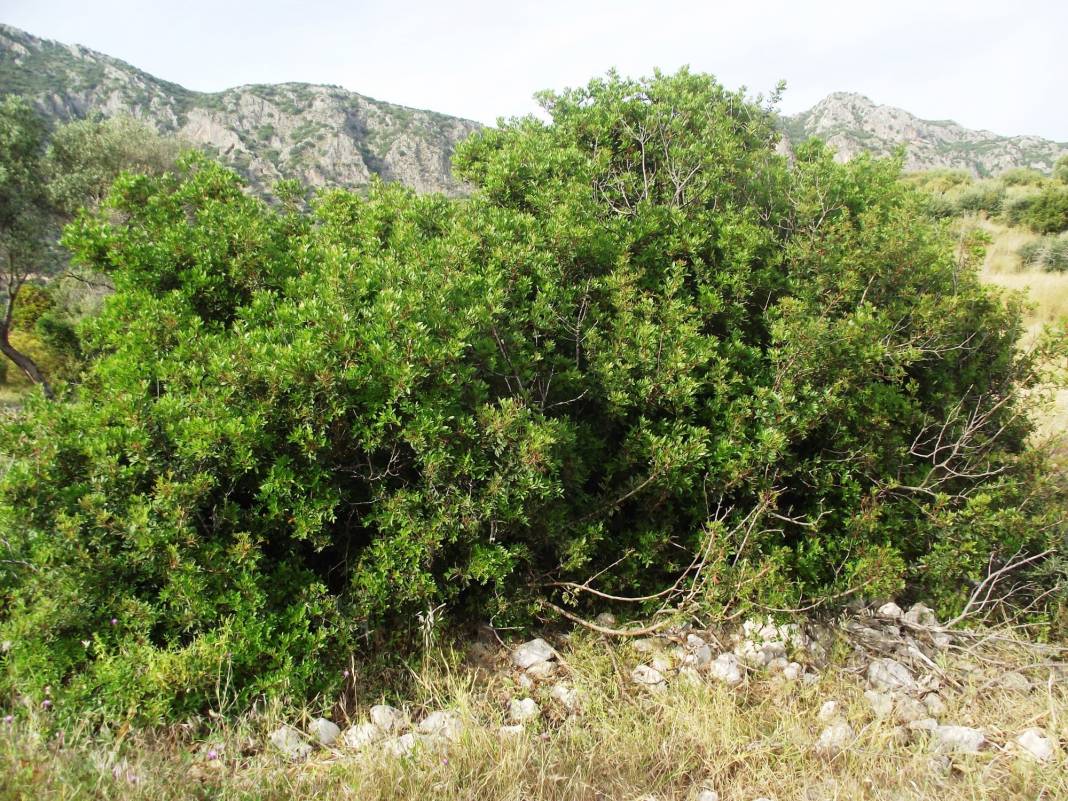 Kiraz Saçlı Köyü Resimleri 6