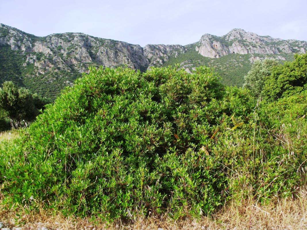 Kiraz Saçlı Köyü Resimleri 8