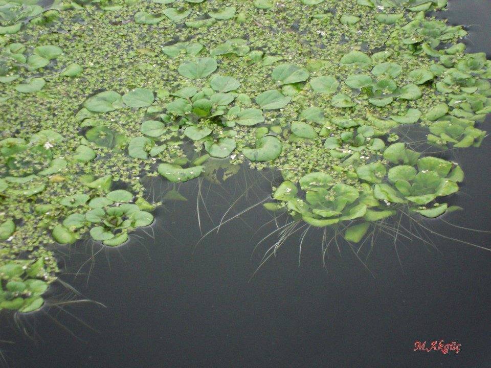 Kiraz Sarısu Köyü Resimleri 4