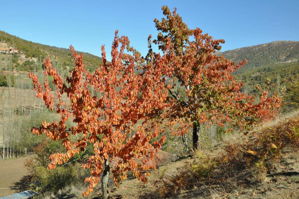 Kiraz Sarısu Köyü Resimleri 5