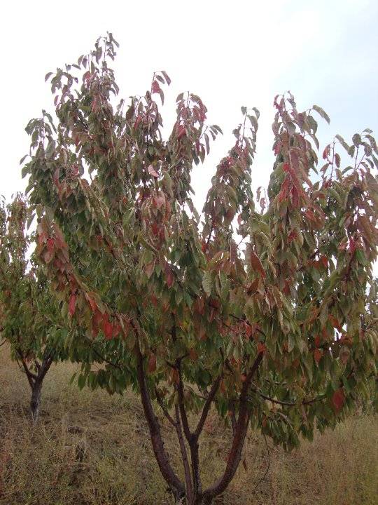 Kiraz Taşlıyatak Köyü Resimleri 4