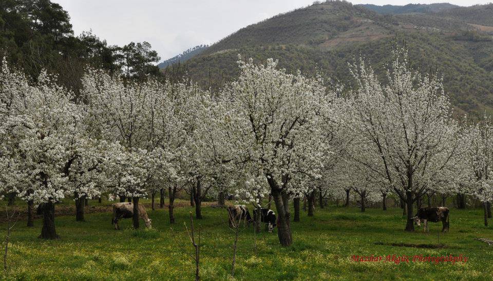 Kiraz Tumbullar Köyü Resimleri 1