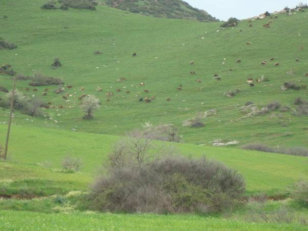 Kiraz Yağlar Köyü Resimleri 1