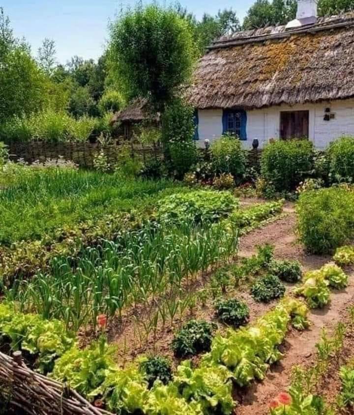 Kiraz Yeni Köyü Resimleri 8