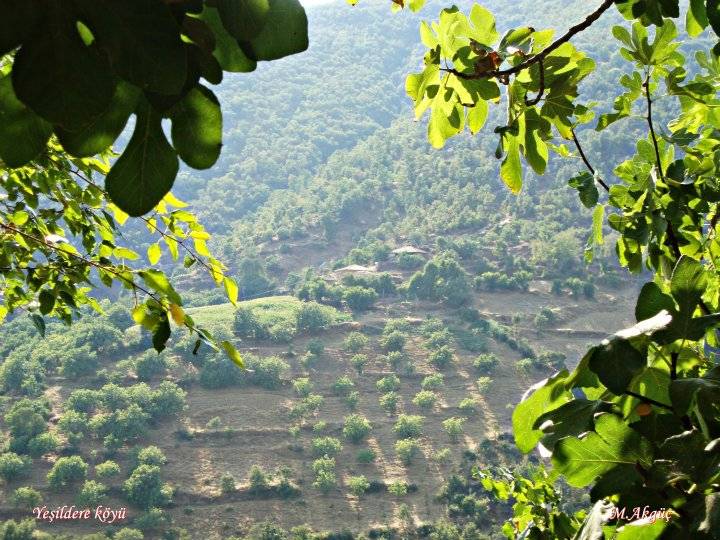 Kiraz Yeşildere Köyü Resimleri 4