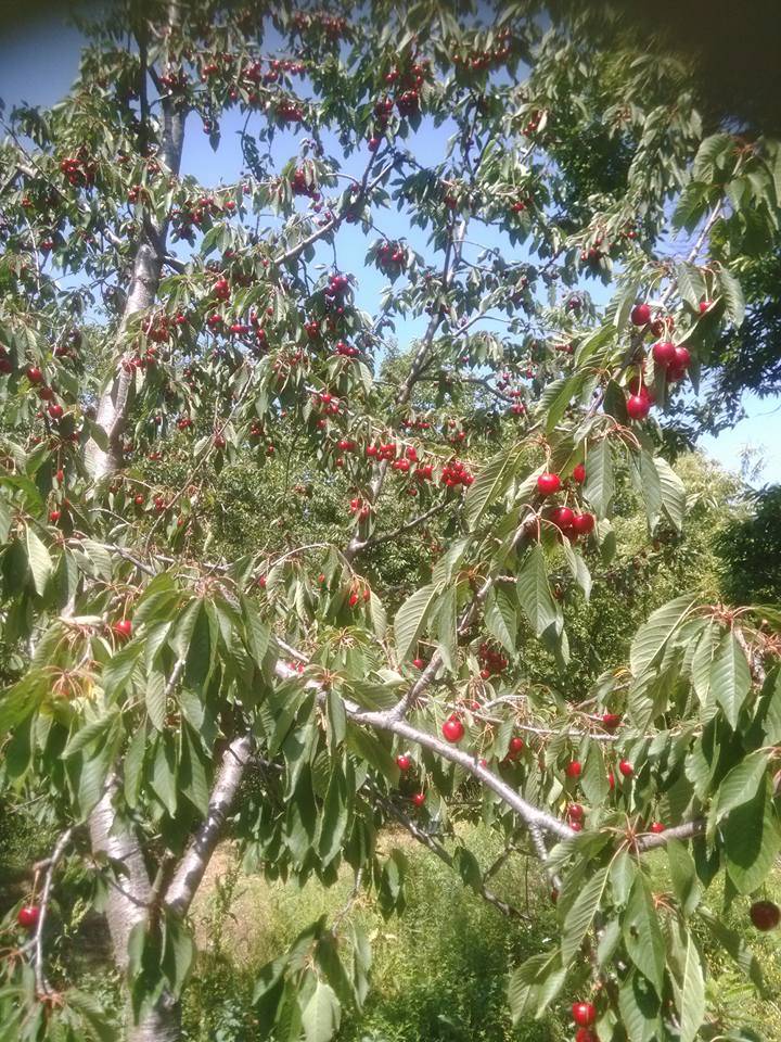 Kiraz Yeşildere Köyü Resimleri 9