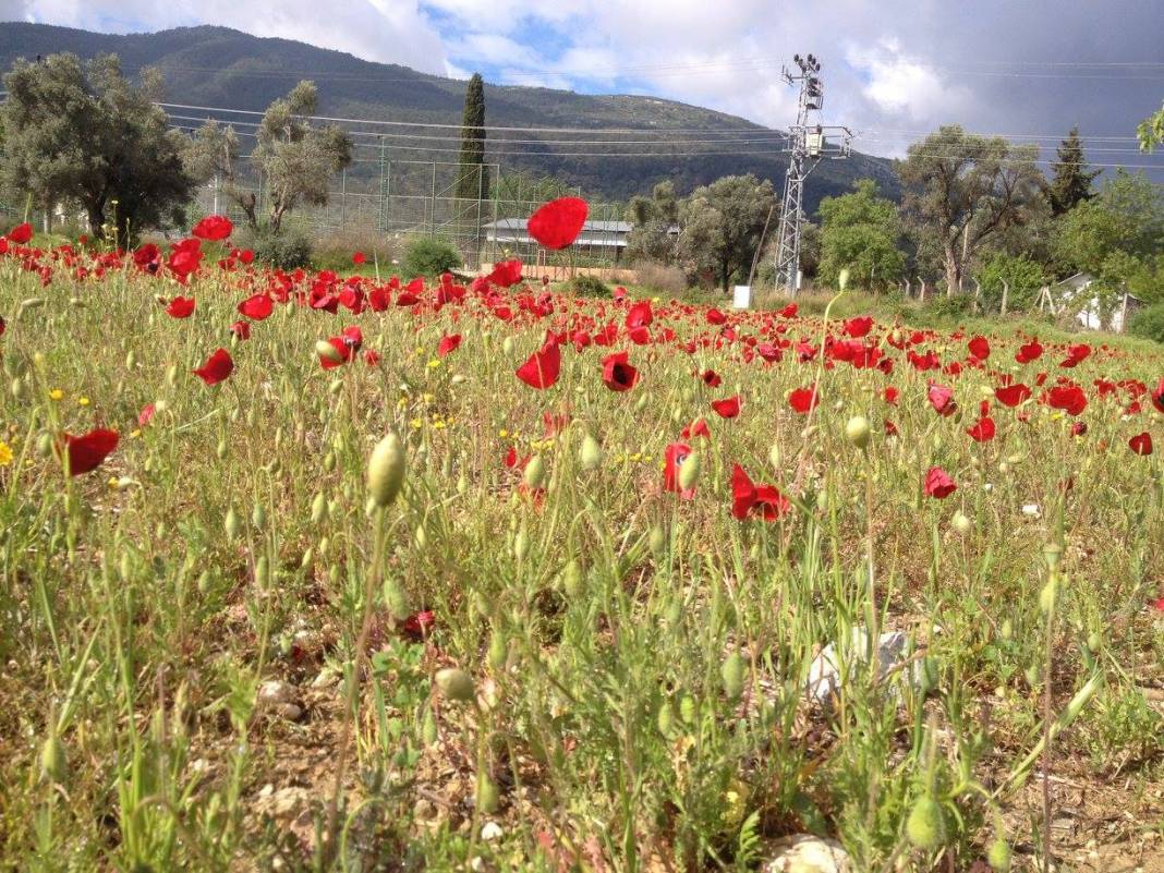 Menderes Ataköy Köyü Resimleri 5