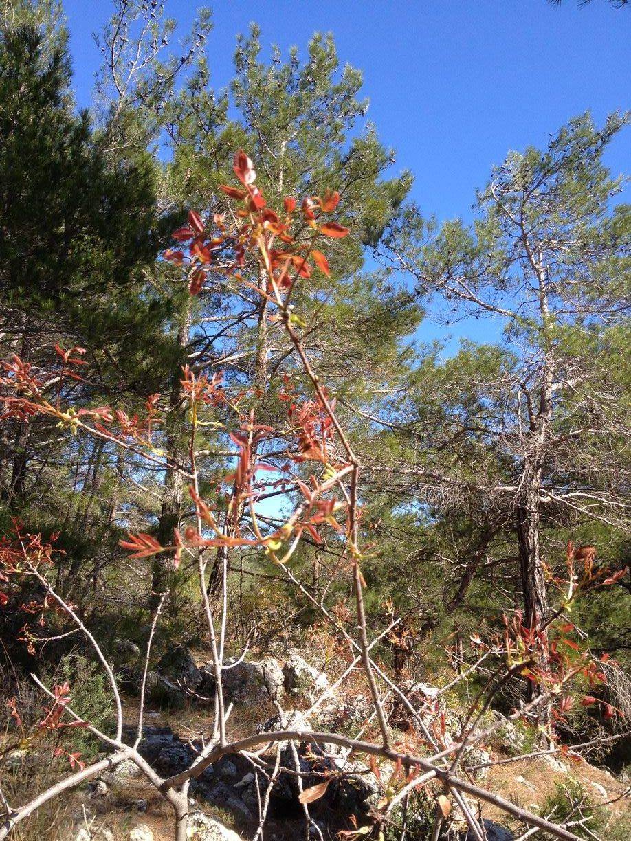 Menderes Ataköy Köyü Resimleri 8