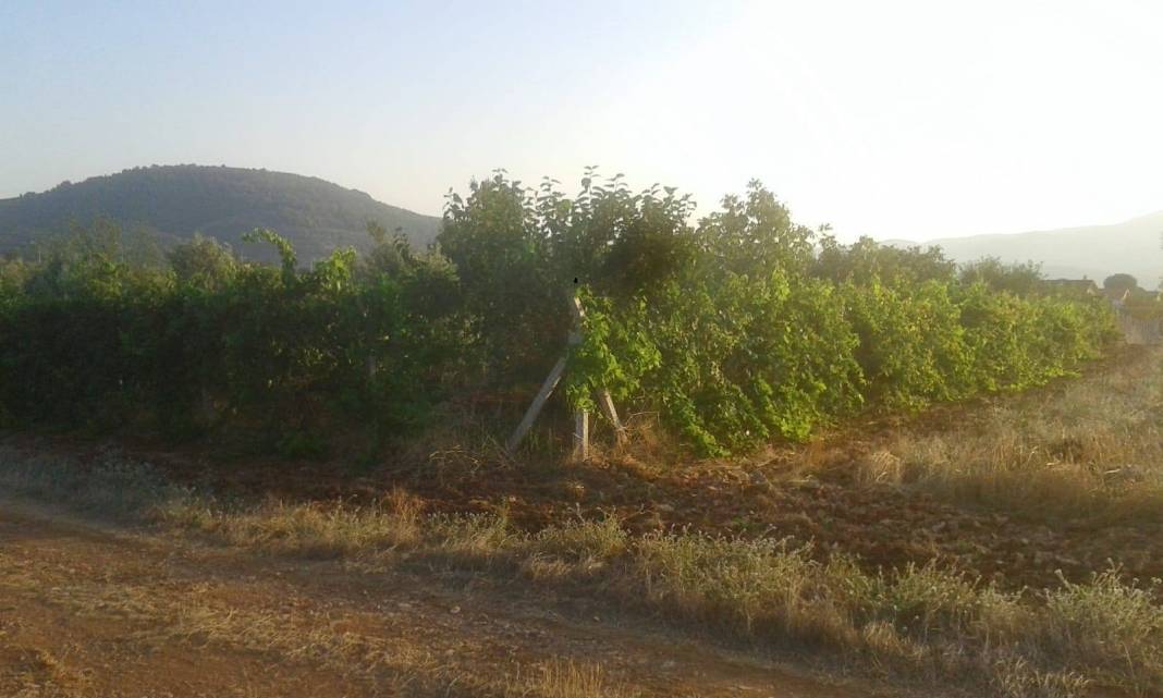 Menderes Çakaltepe Köyü Resimleri 2