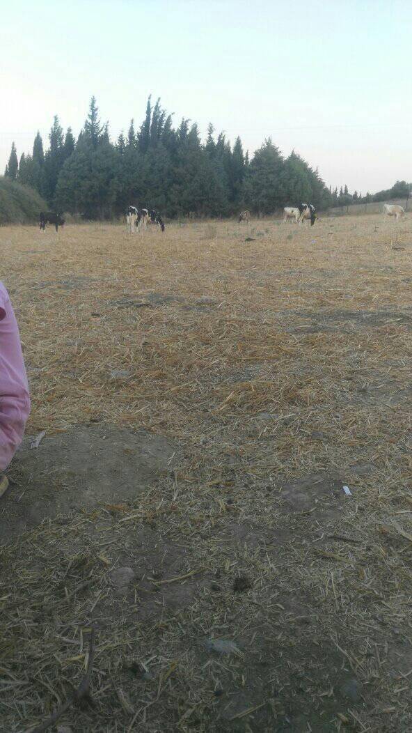 Menderes Şaşal Köyü Resimleri 3