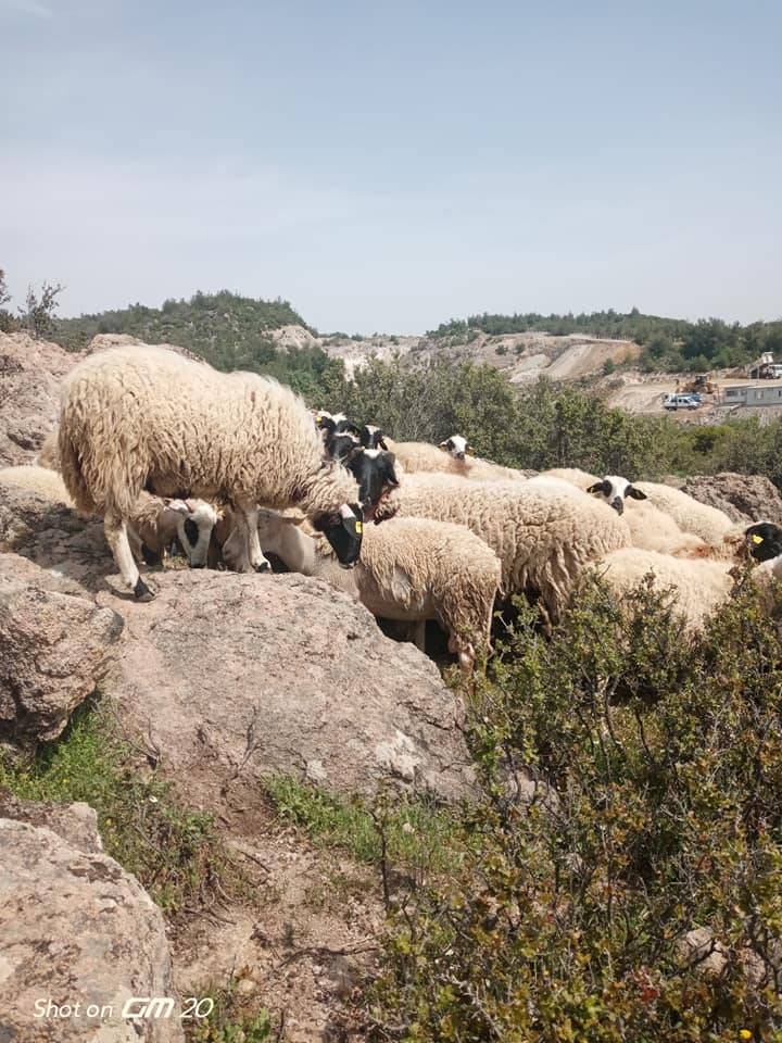 Menderes Şaşal Köyü Resimleri 6